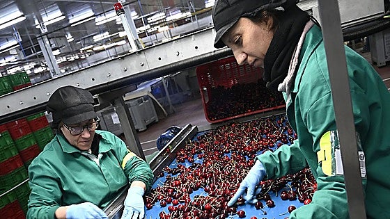 La falta de alojamiento complica la contratación de trabajadores para la campaña de la cereza