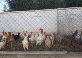 ¡Cuidado si consumes o vendes huevos de tus gallinas! Multas y prohibiciones en España