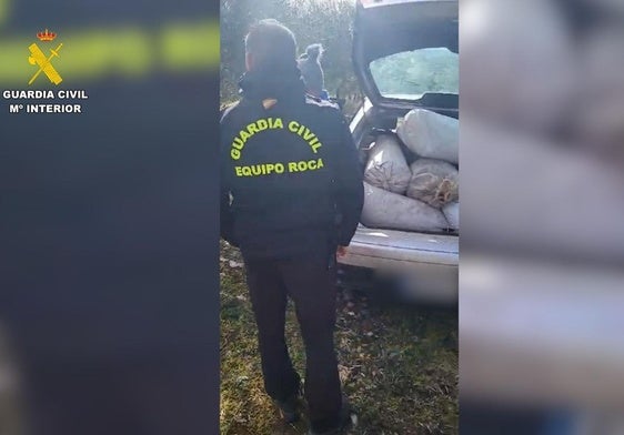 Robo de aceitunas en la provincia de Badajoz: 91 detenidos y 183.687 kilos recuperados