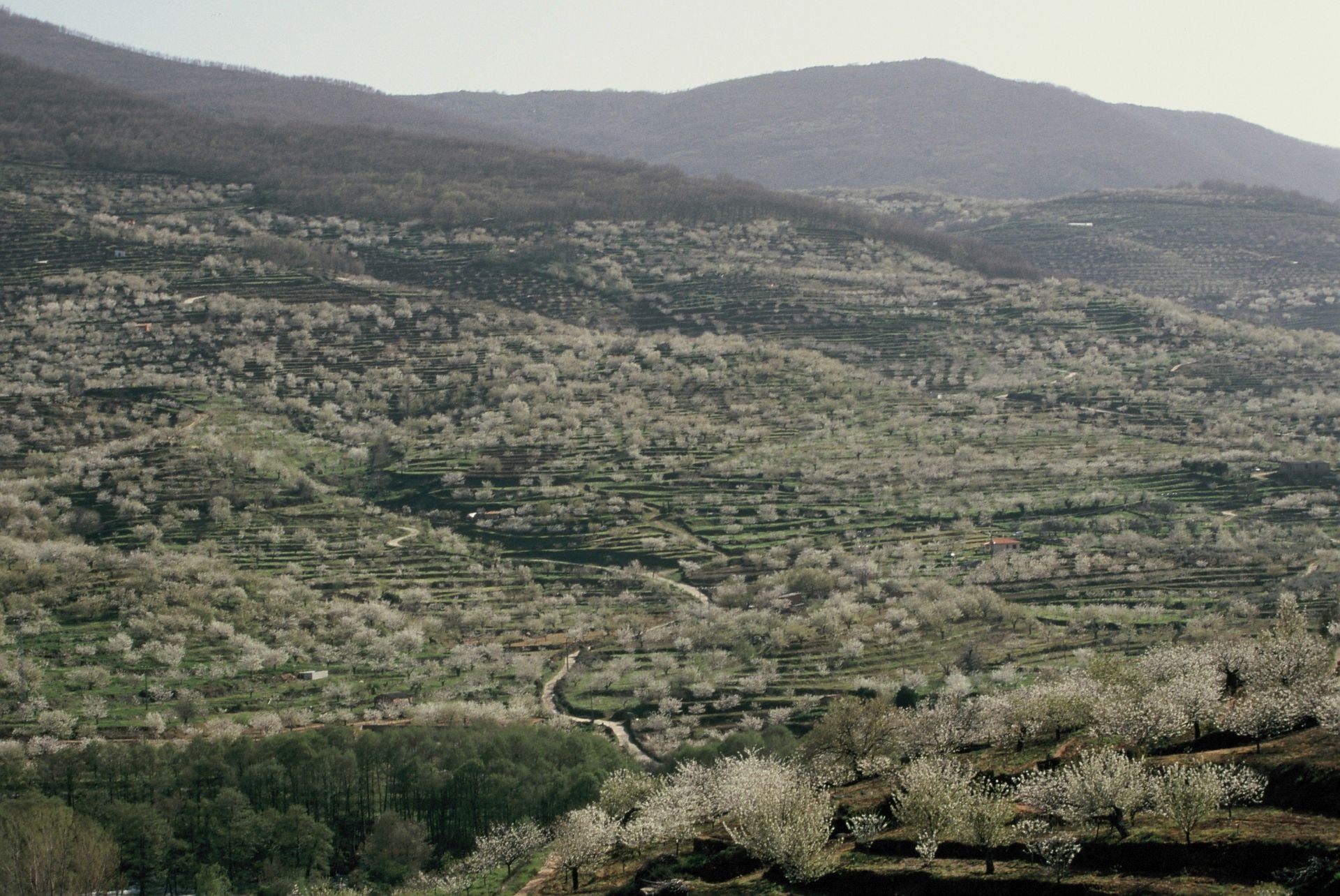 La floración de los cerezos alcanza su máximo esplendor en el Jerte