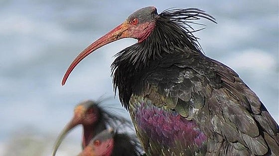 Denuncian la muerte de 'Hel' en Extremadura, una de las aves más protegidas del mundo