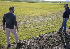 Manuel Martín, a la izquierda, y Cándido Méndez, miran una parcela de cereal encharcada en Llerena.