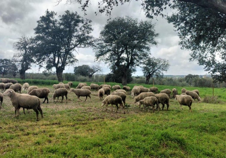Primavera ganadera de mucho campo y poco pienso