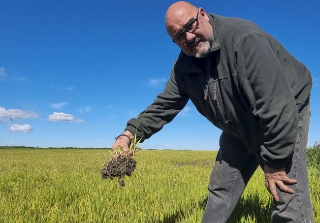 Antonio Mateos, cerealista llerenense, muestra una planta de cereal asfixiada por el exceso de agua.