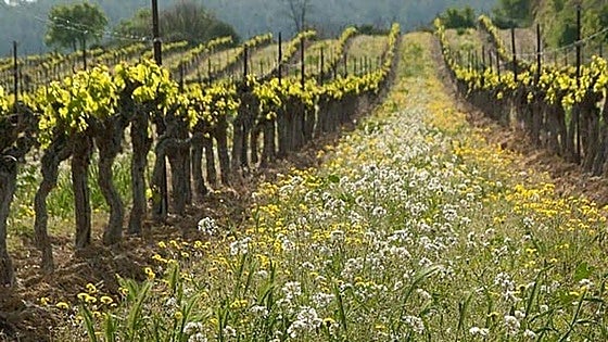 Cicytex presenta en Europa su investigación sobre agroecología y malas hierbas