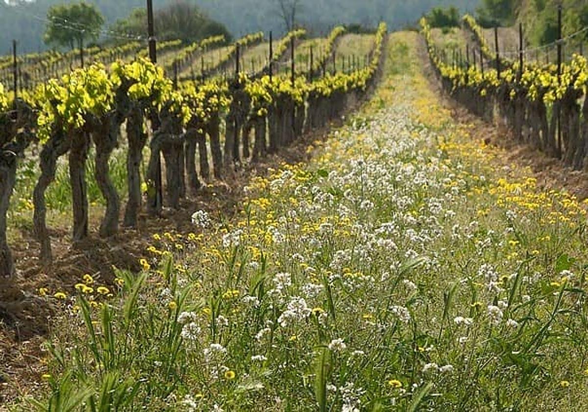 Cicytex presenta en Europa su investigación sobre agroecología y malas hierbas