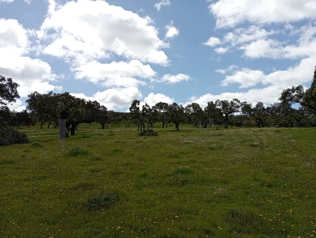 La Dehesa Boyal de Almendral, monte de utilidad pública
