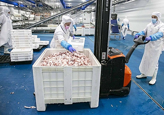 Subproductos de cerdo ibérico en el gran matadero de Zafra, que persigue exportar a China.