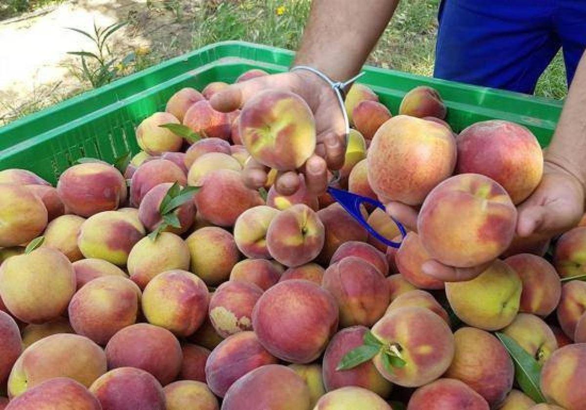 El sector frutícola extremeño comunica a la UE en Bruselas los retos de la fruta de hueso