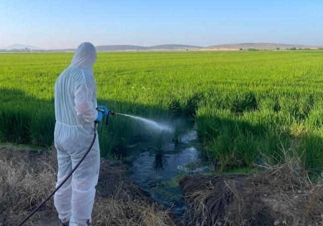 Fumigación en las Vegas Altas en 2024. Este año los alcaldes ya saben que empezará en mayo.