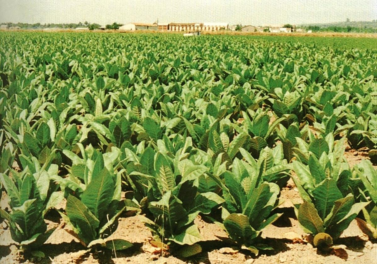 Plantación de tabaco en la zona de Jaraíz de la Vera.