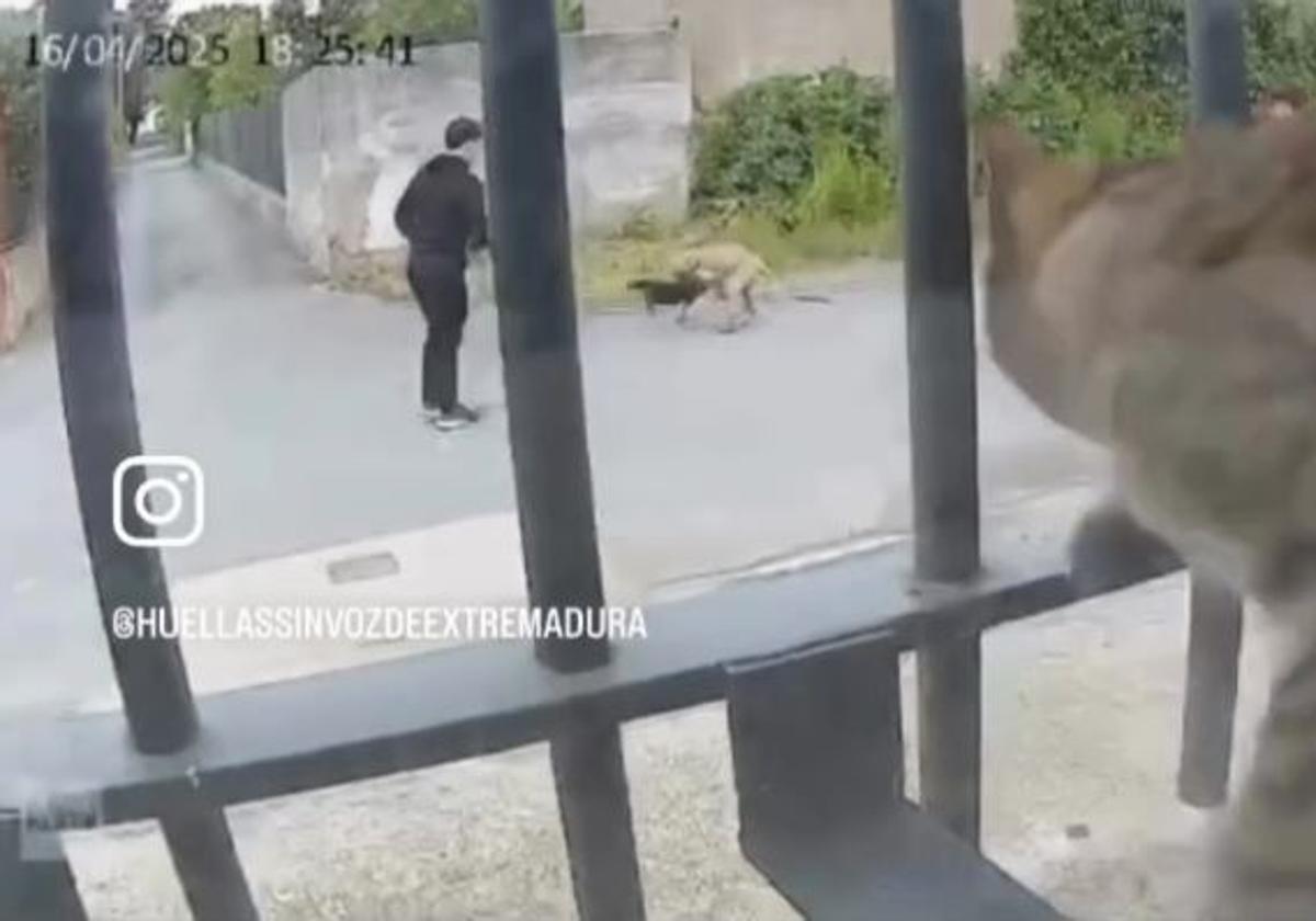 La Guardia Civil investiga un vídeo en el que tres jóvenes incitan a un perro a atacar a un gato