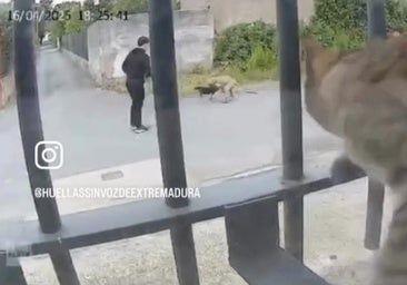 La gestora de la colonia felina que captó la muerte de 'Negri': «En dos meses han desaparecido cinco gatos»