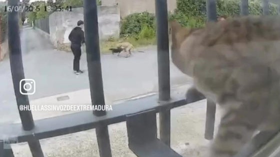 Un perro ataca a un gato en Casar de Cáceres.