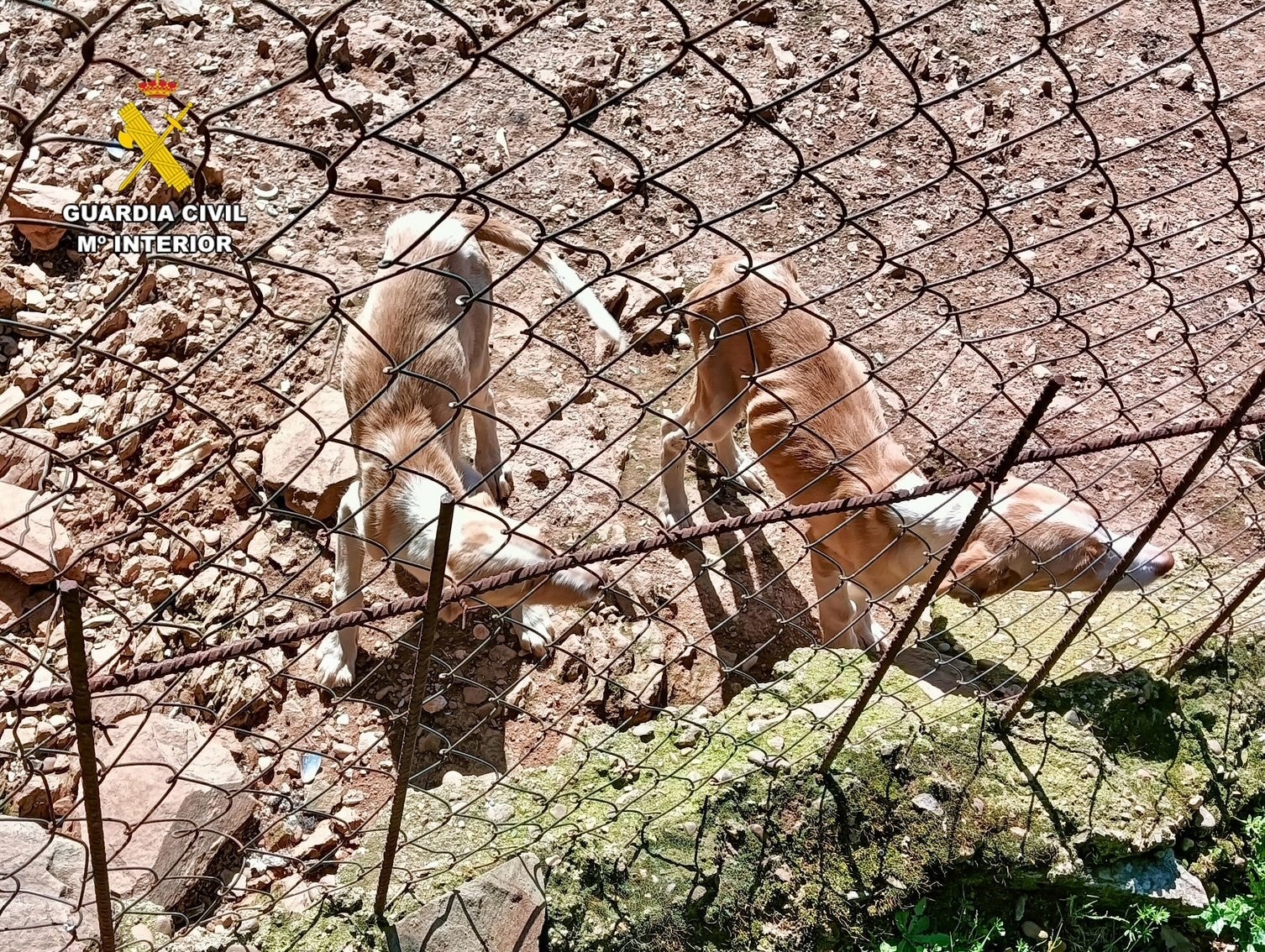 La Guardia Civil investiga a un hombre por maltrato animal al tener 66 perros en «condiciones extremas de salud»