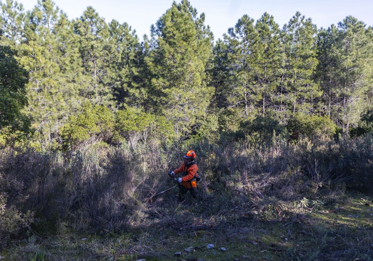 El sector forestal extremeño propone crear un banco regional de CO2 para sacar más provecho a los bosques