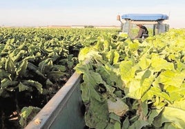 Las ayudas agroambientales para diversos cultivos como el del tabaco, en la imagen, suponen un pilar básico de financiación a cargo del PDR.