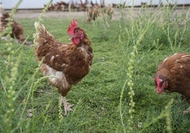 Gallinas ponedoras en una parcela en Extremadura.