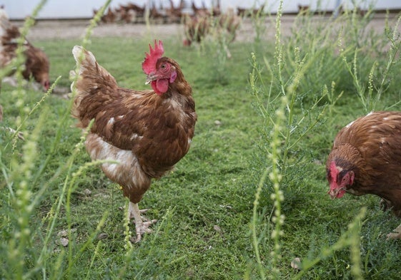 Gallinas ponedoras en una parcela en Extremadura.