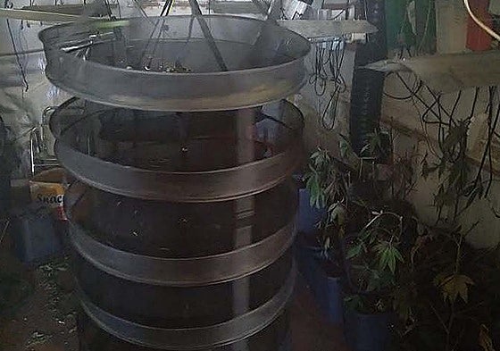 Plantación de marihuana a la que prendieron fuego en Badajoz.