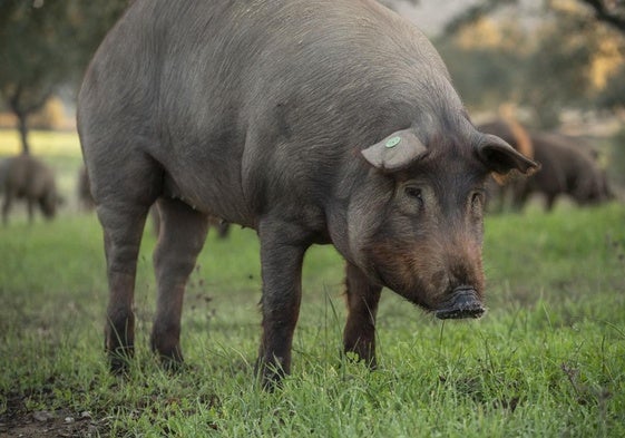 Barcarrota, dos décadas siendo cuna del cerdo ibérico