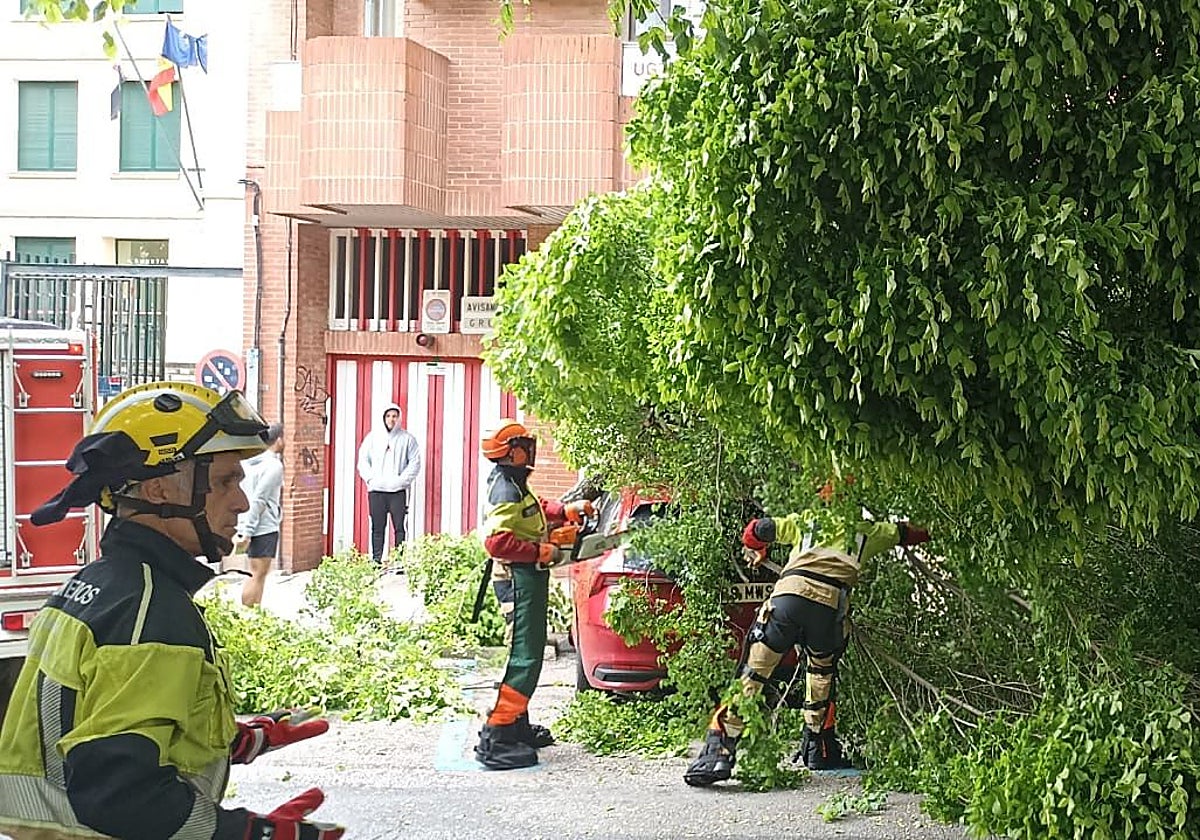 Trabajos de retirada de las ramas de un olmo de bola en la avenida Virgen de la Montaña.