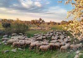 Cuatro ovejas
