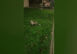 Un zorrito se cuela en la convivencia de los vecinos de la Ciudad Deportiva de Plasencia