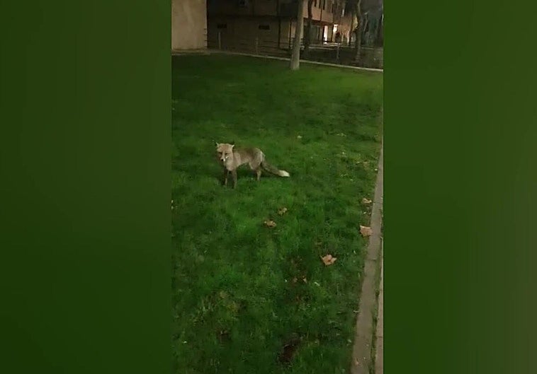 Un zorrito se cuela en la convivencia de los vecinos de la Ciudad Deportiva de Plasencia