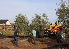 Olivar situado en la localidad pacense de Guareña.