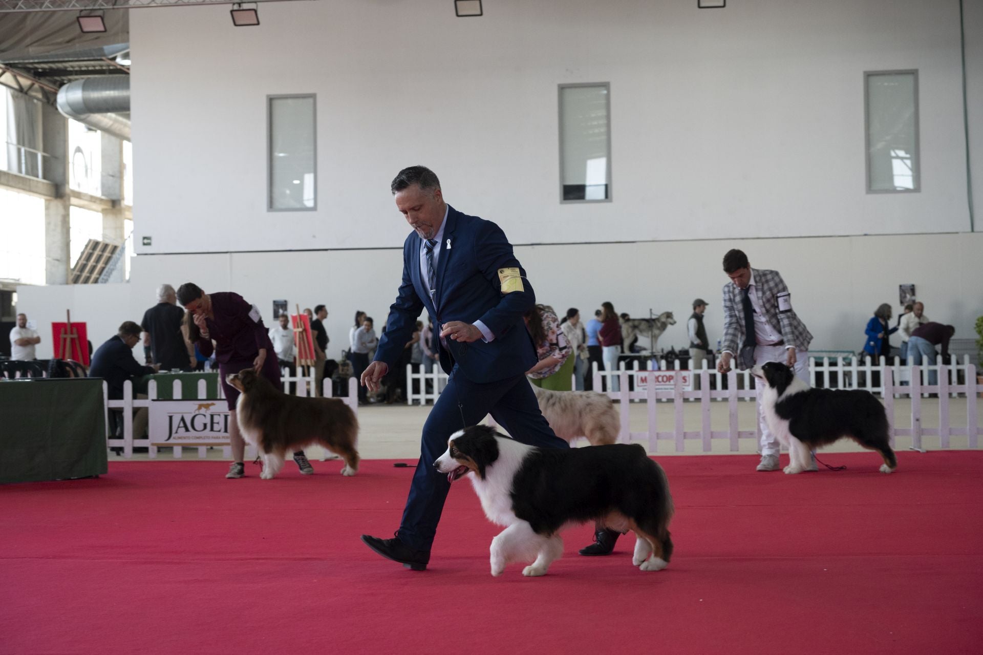 Las mejores imágenes de la Exposición Canina Internacional en Ifeba