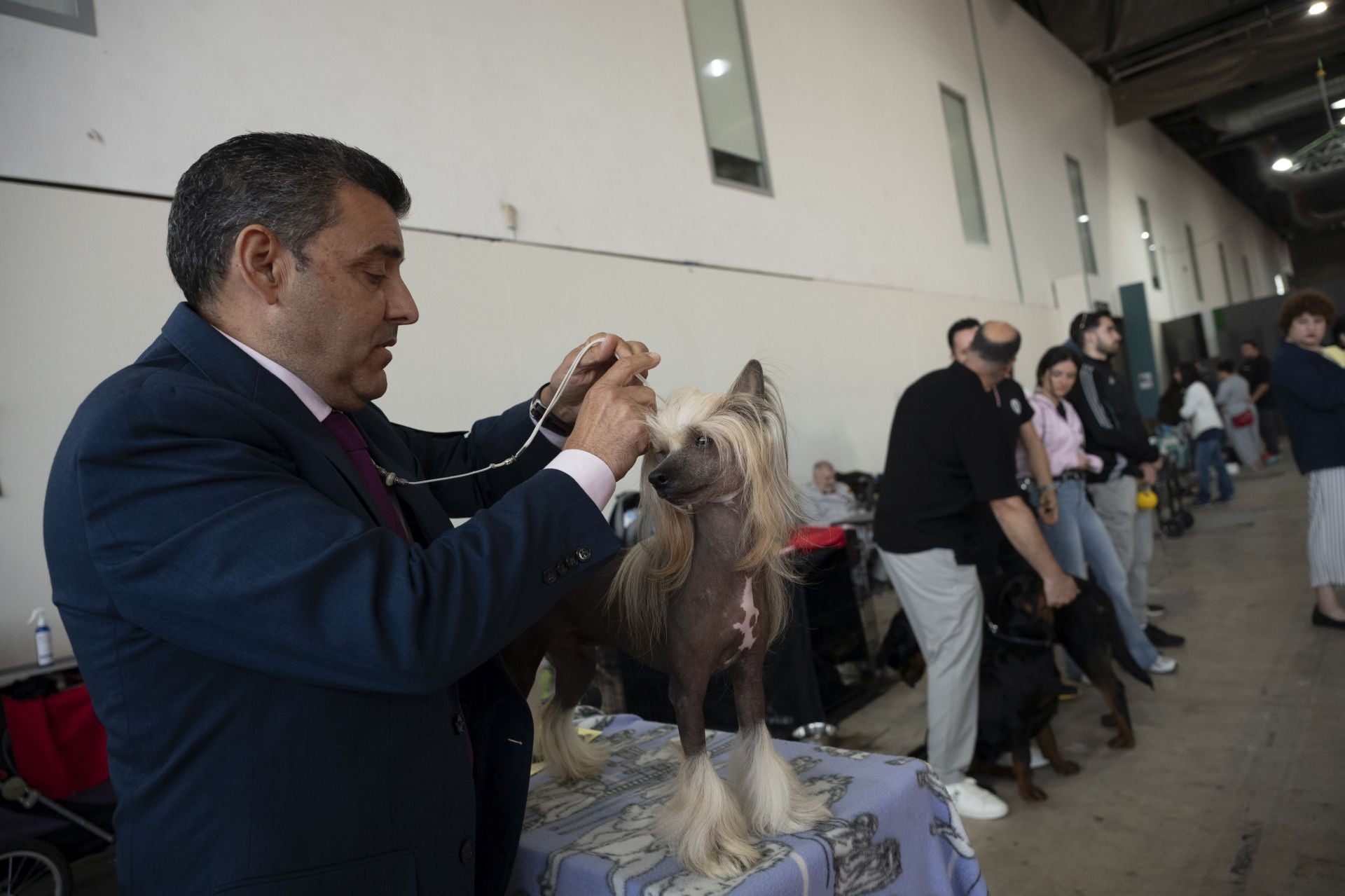 Las mejores imágenes de la Exposición Canina Internacional en Ifeba