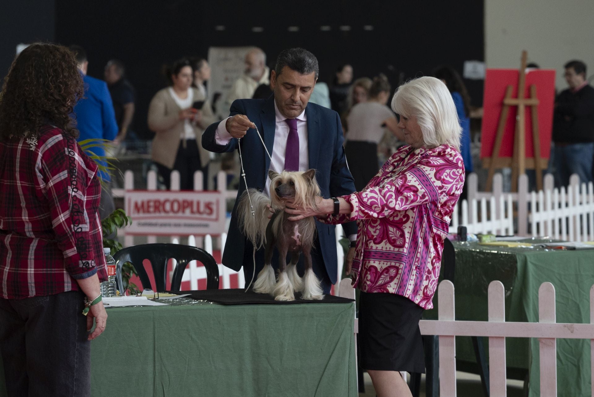 Las mejores imágenes de la Exposición Canina Internacional en Ifeba