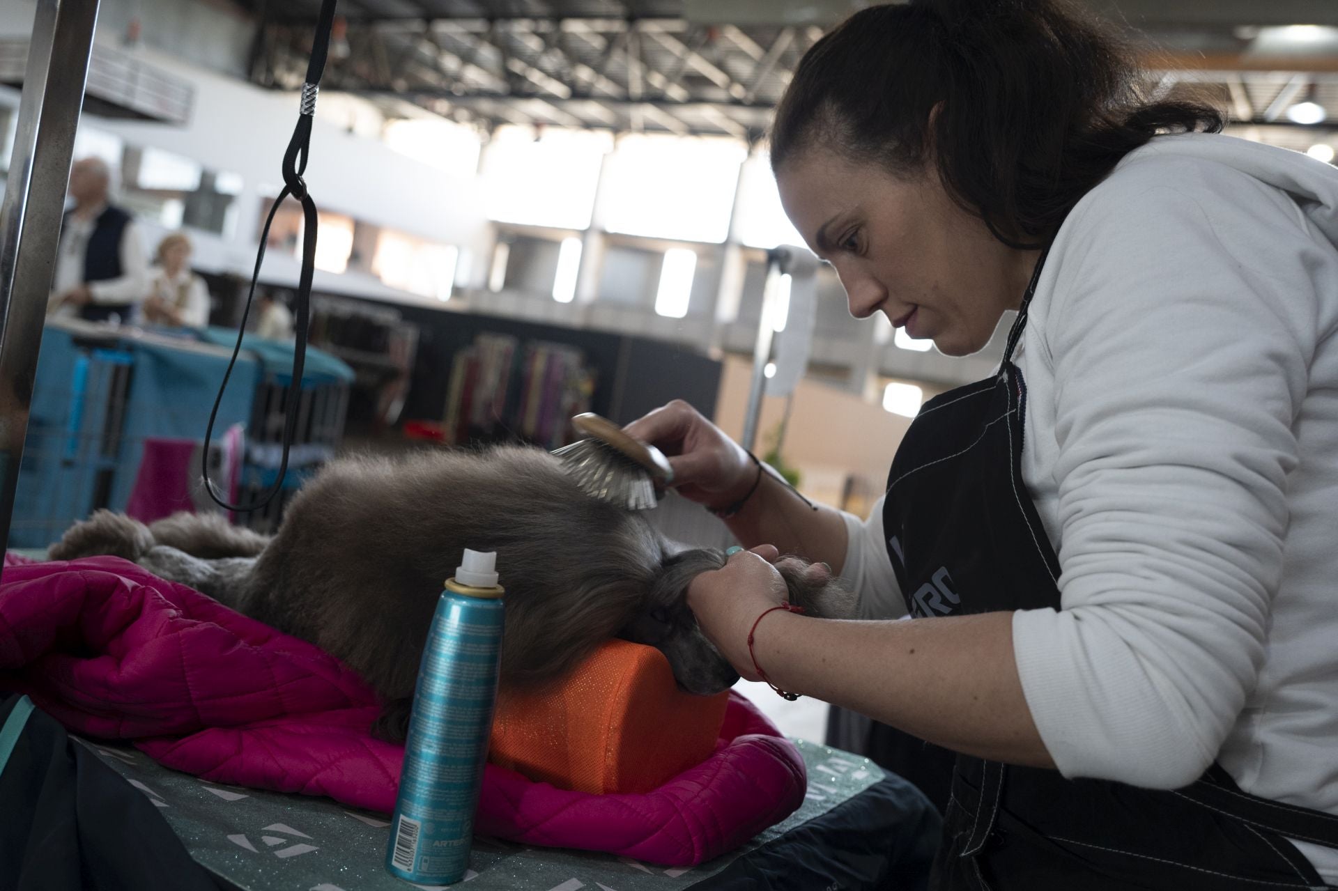 Las mejores imágenes de la Exposición Canina Internacional en Ifeba