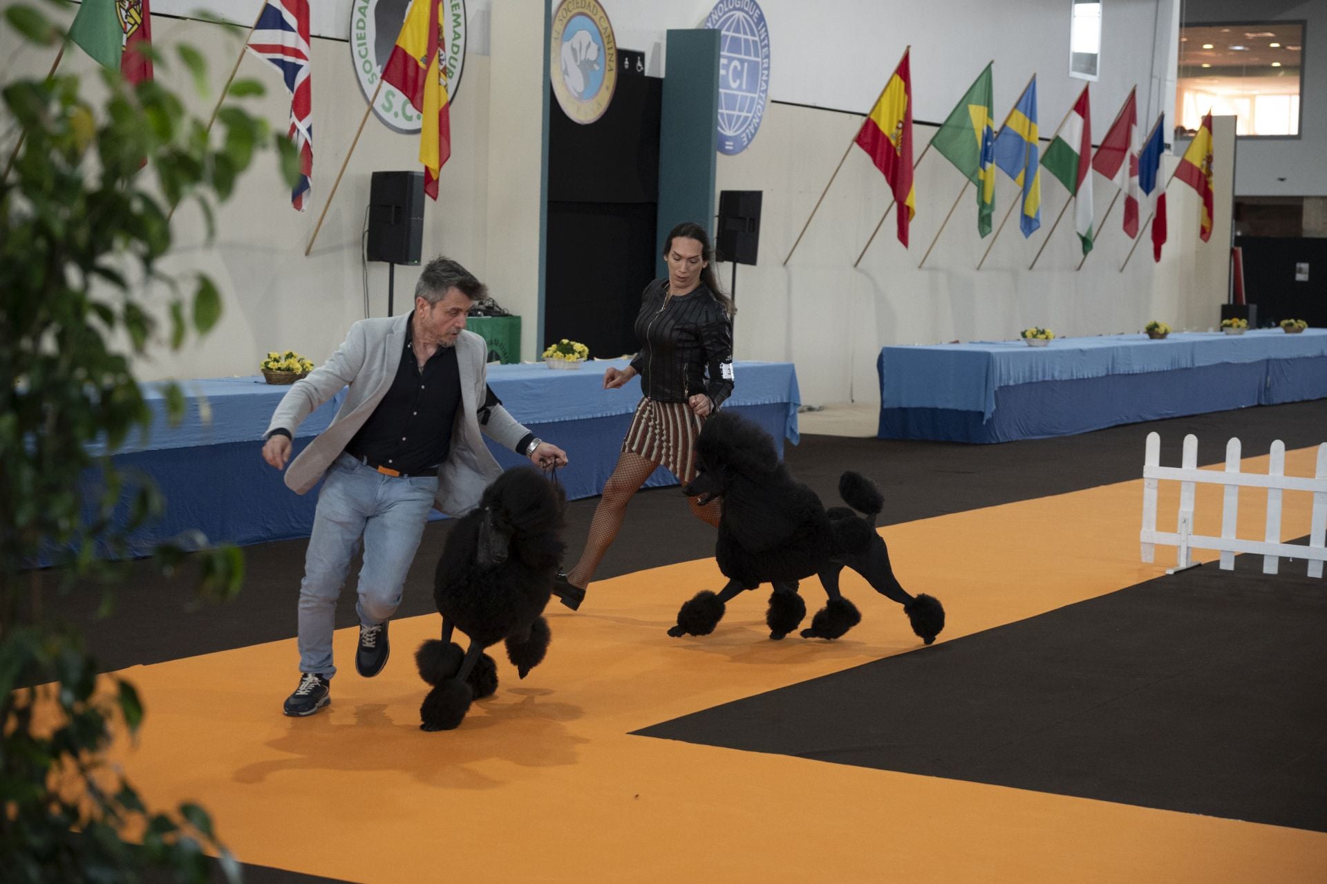 Las mejores imágenes de la Exposición Canina Internacional en Ifeba