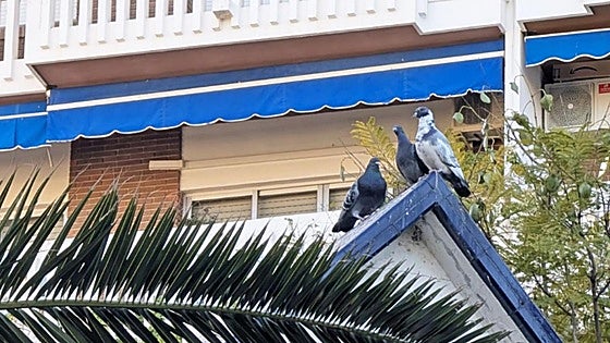 El plan casero de 5 días para ahuyentar palomas de tu casa de forma rápida, fácil y definitiva