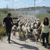 1.700 ovejas extremeñas de camino a tierras leonesas