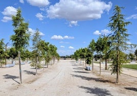 Plantación de nuevos árboles en zonas verdes de la localidad.