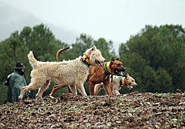 Montería de perros.
