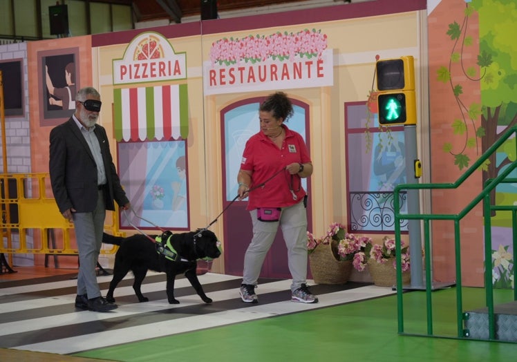El subdelegado del Gobierno en Cáceres, José Antonio García, prueba el acompañamiento de un perro guía durante la exhibición.