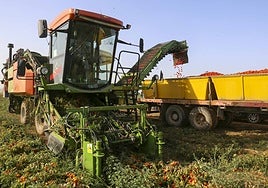 Cosechadora de tomate en campaña el verano pasado en Santa Amalia, en las Vegas Altas del Guadiana.