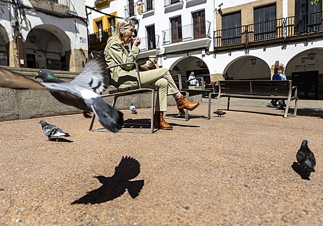 En Cáceres, las palomas llegan a atacar a quien está tranquilamente comiendo sentado en un banco.