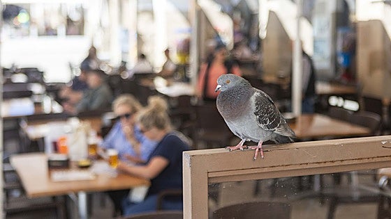 Extremadura lucha contra la plaga de palomas