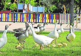 Imagen de archivo de gansos.