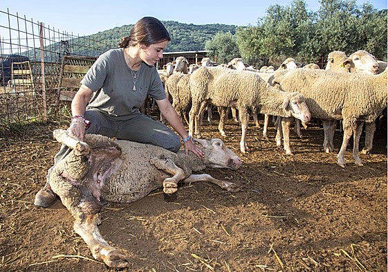 Ana Santos en la explotación familiar en San Jorge de Alor (Olivenza), con una oveja con síntomas de lengua azul.