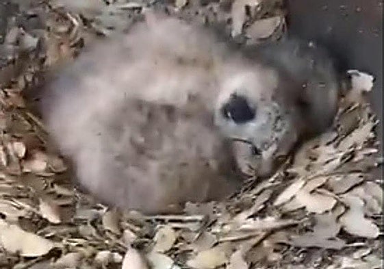Agentes del Medio Natural rescataron a tres cachorros de lince ibérico cerca de Navalmoral de la Mata.