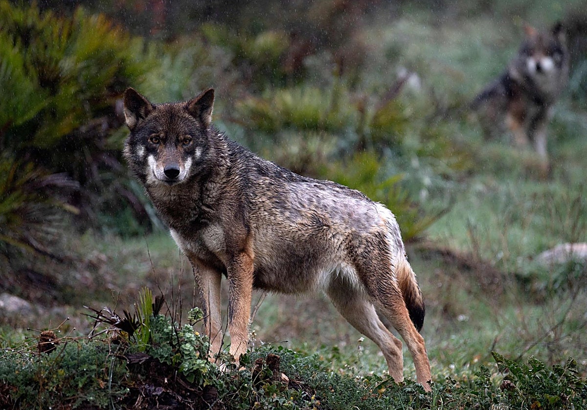 Un ejemplar de lobo ibérico.