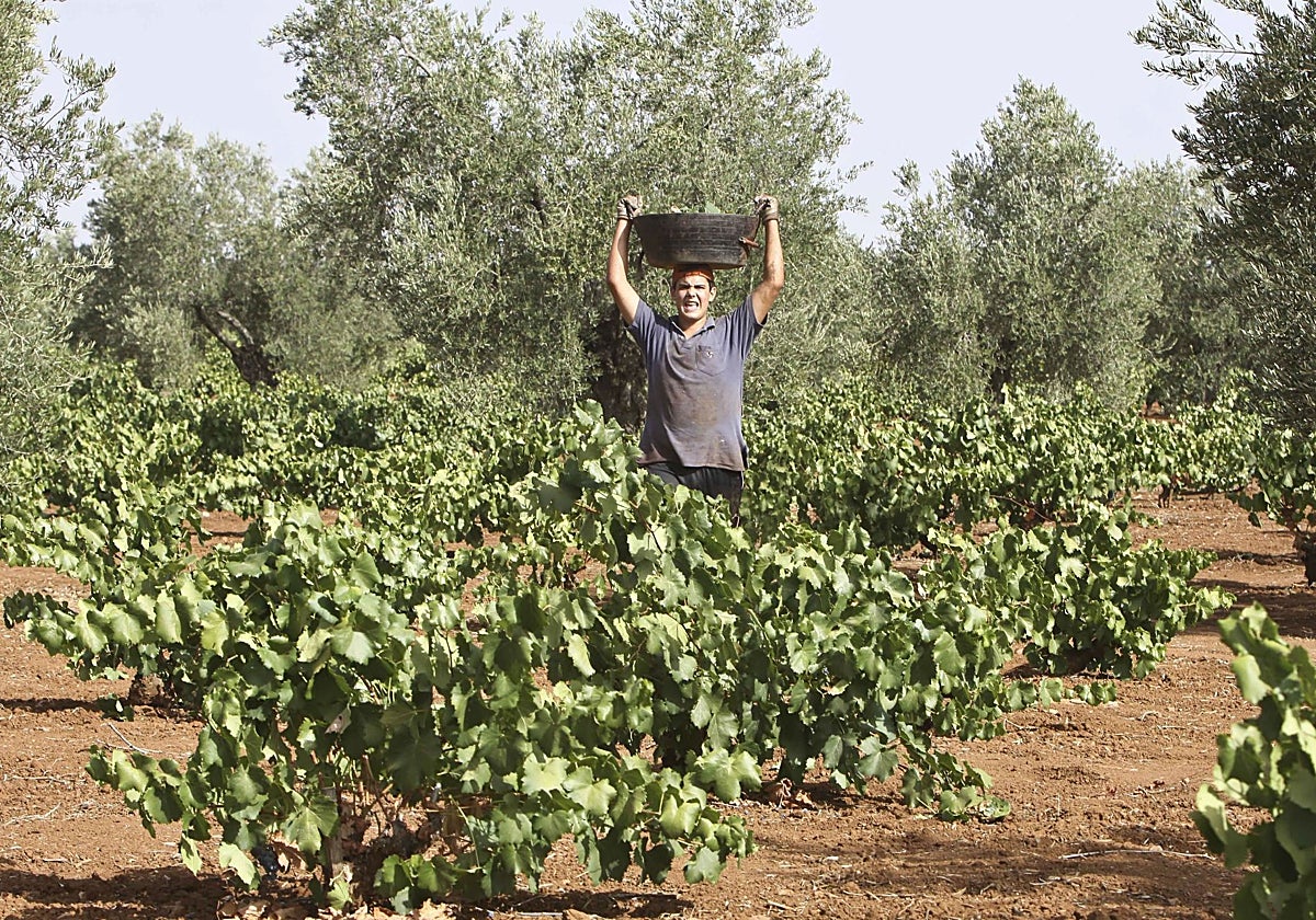 Un jornalero durante la campaña de la vendimia en la comarca de Mérida.