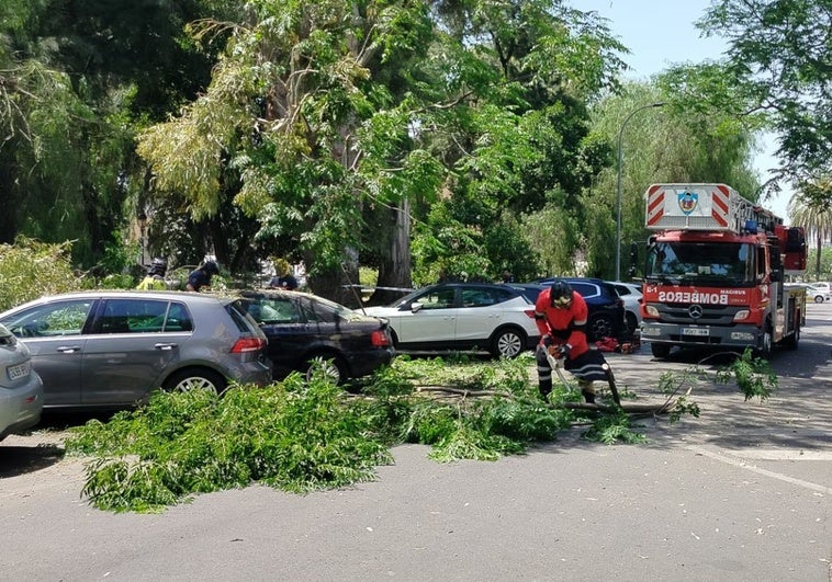 La caída de una rama en Badajoz daña tres coches aparcados junto a Castelar