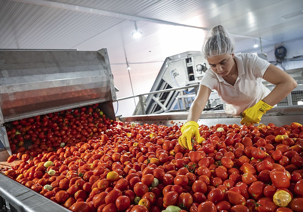 La agroindustria es la base de la economía productiva extremeña.